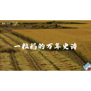 嗨呀小主持｜《跨越山海，文明对话》—一粒稻的万年史诗｜高段