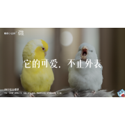 《万物皆可爱》—他的可爱，不知外表｜高段